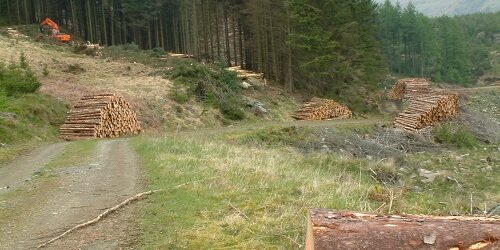 forestry