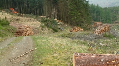 forestry