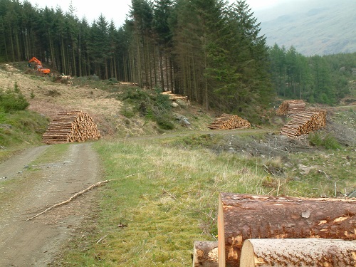 forestry